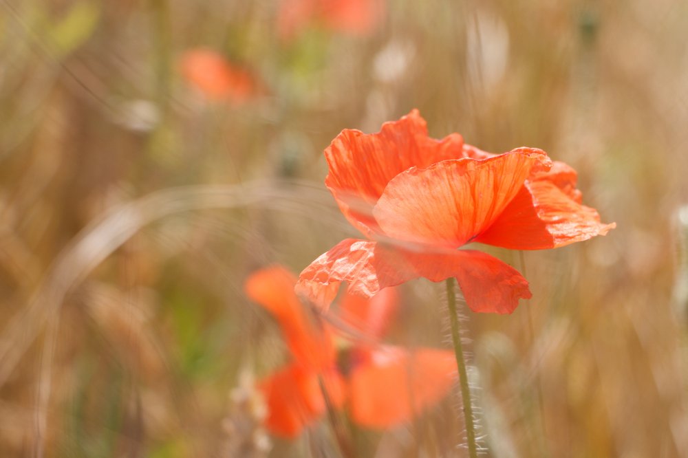 Photograph by Натали Чалык