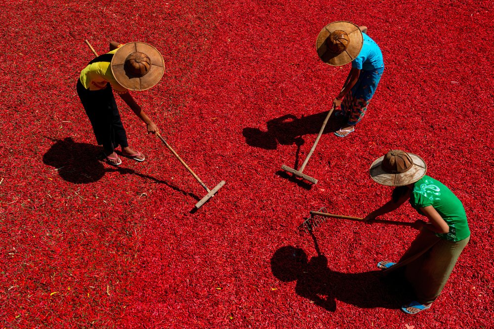 Drying the Chillies