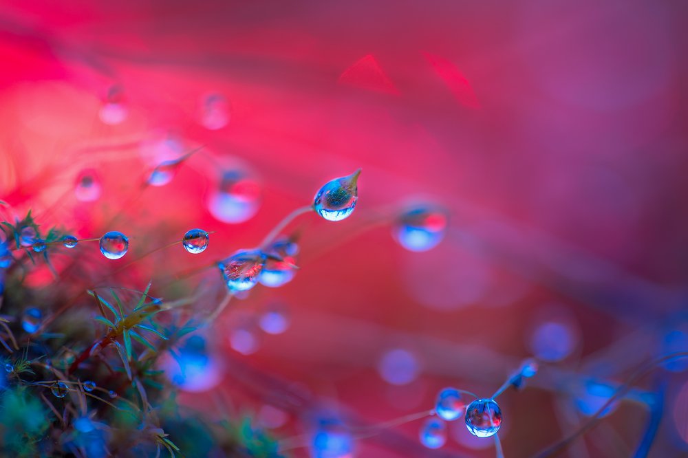 ВОЛШЕБНАЯ НОЧЬ НА ПАНДОРЕ