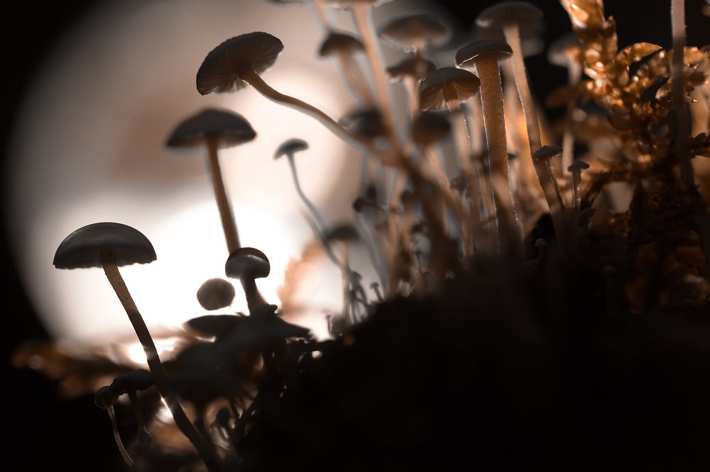 ПРИВЕДЕНИЯ ПРОСЫПАЮТСЯ В ПОЛНОЧЬ