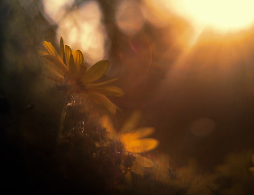 На заходе дня