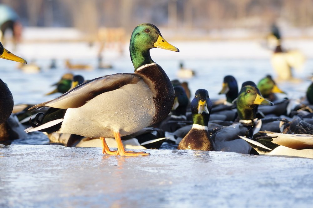 Photograph by Наталья