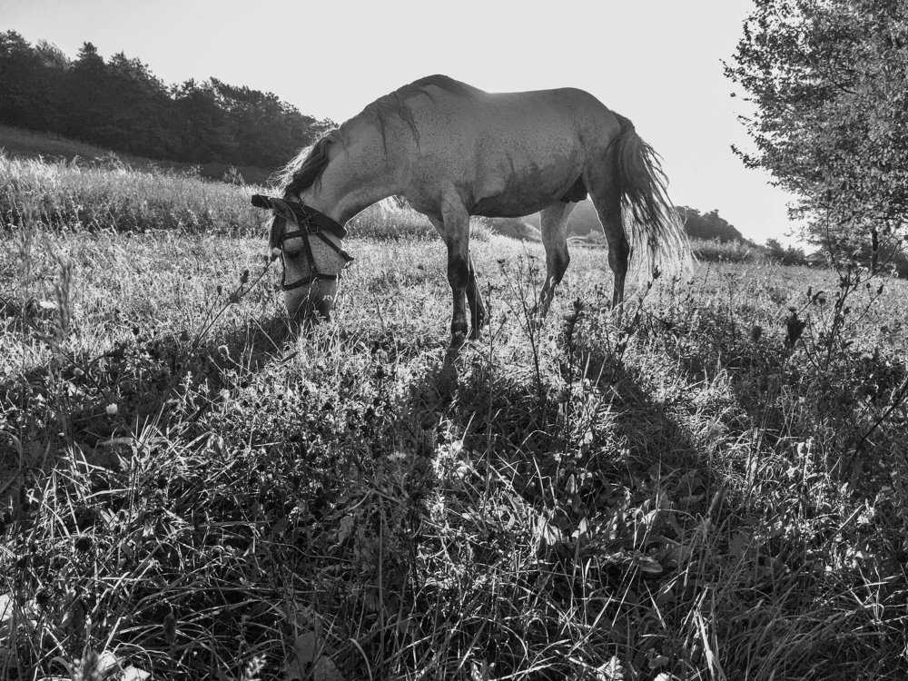 Грациозность
