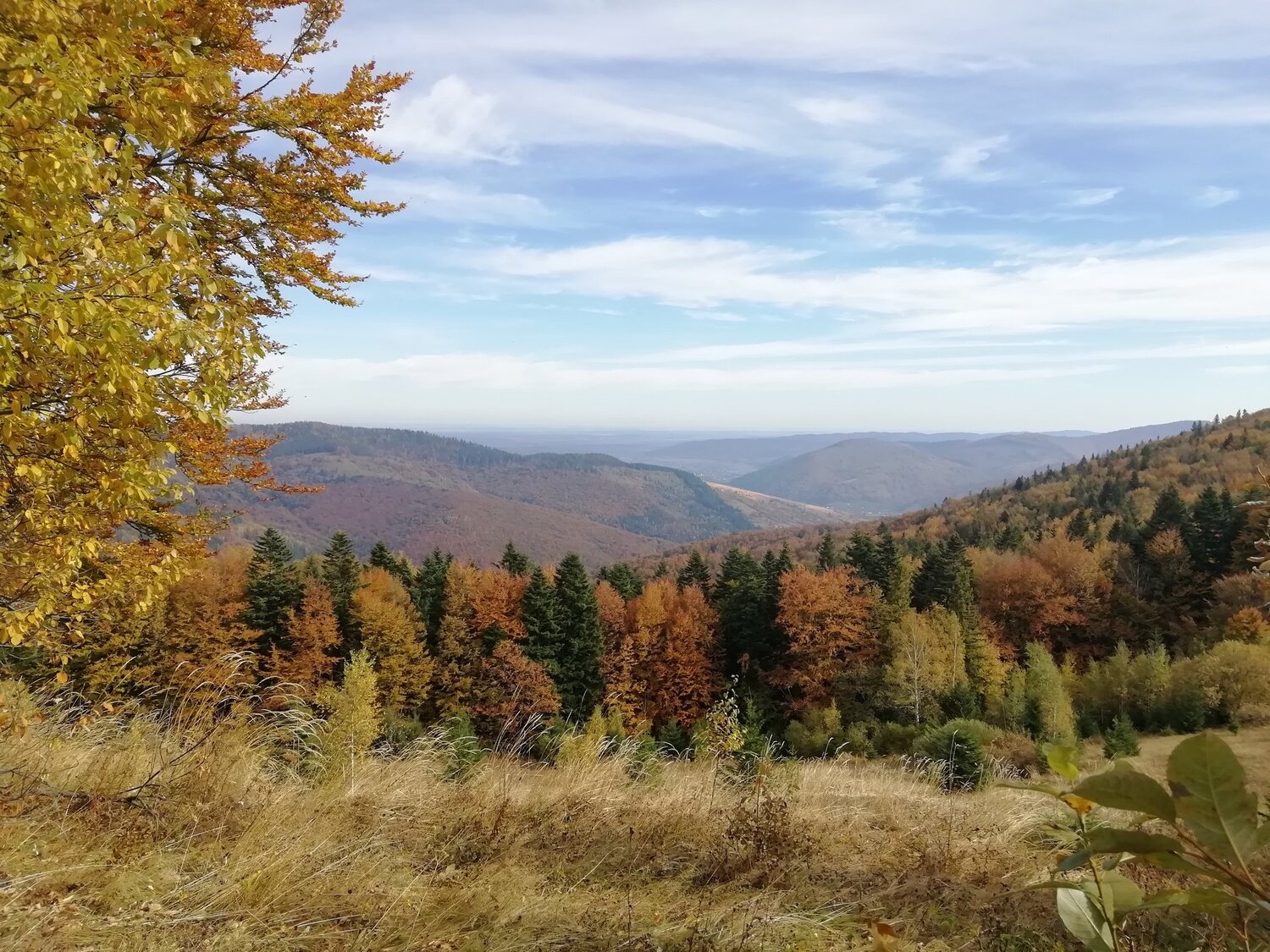 Photo #4397108