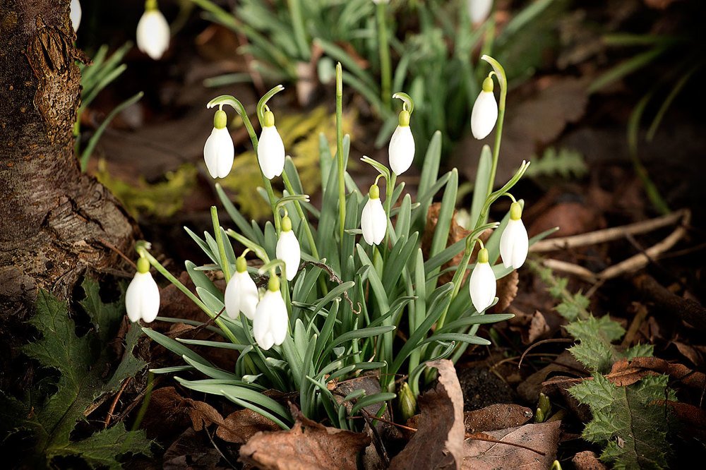 Подснежники весны 2020