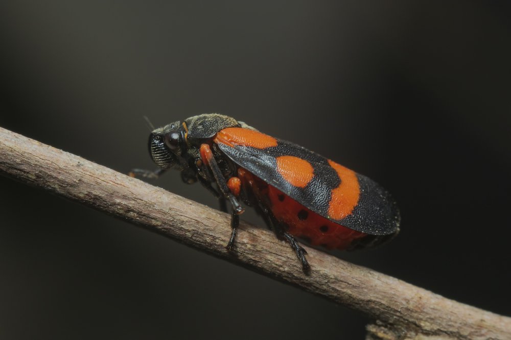 Photograph by Денис Ветренко