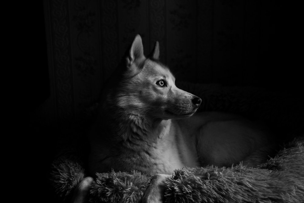 Photograph by Дарья Васильева