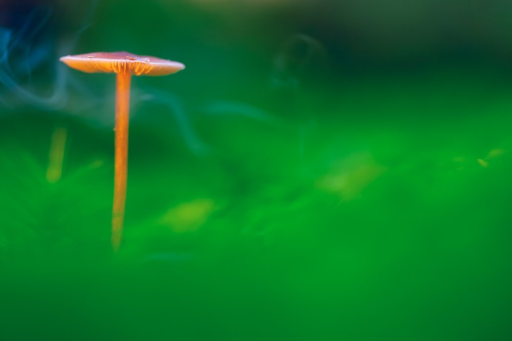 Сон под утро