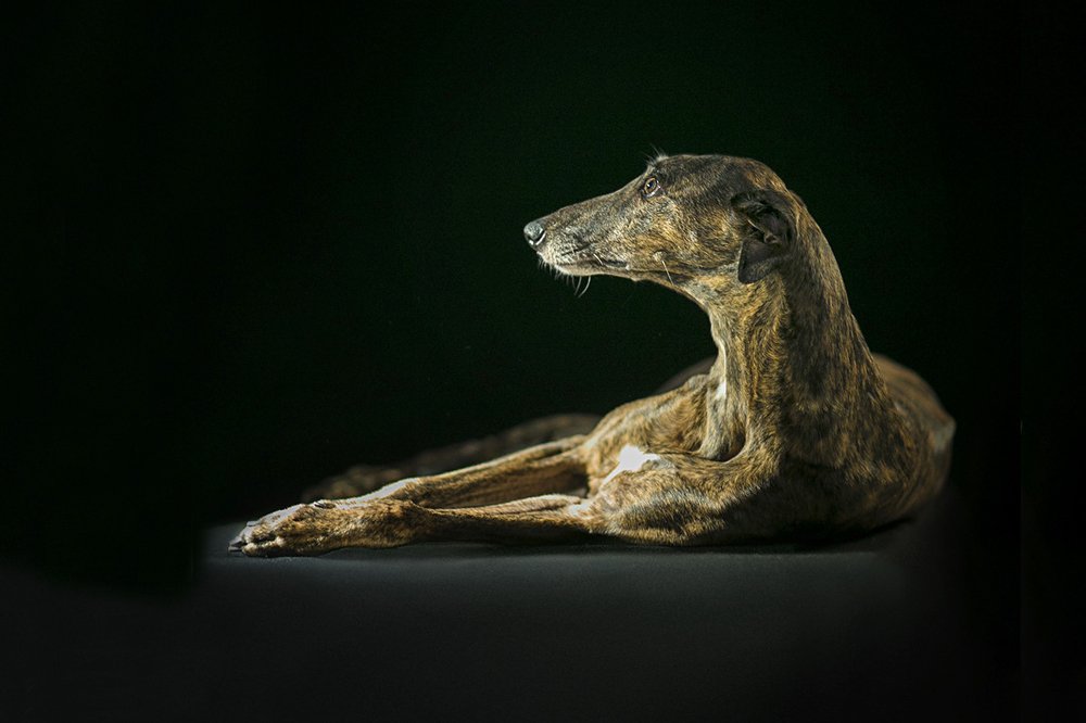 Другой портрет