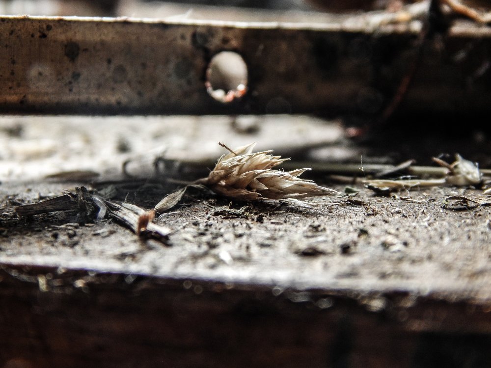 Photo #4397665