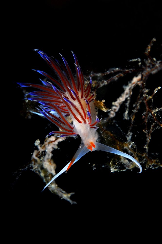 Photograph by Alfredo Milazzo