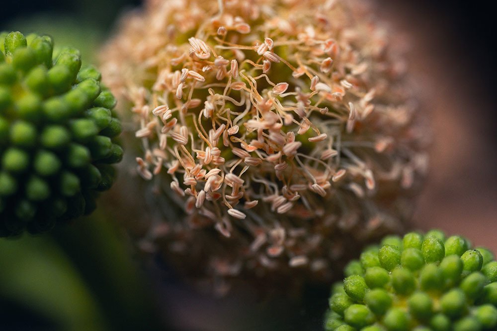 Photograph by Diego Gamero Huayhua