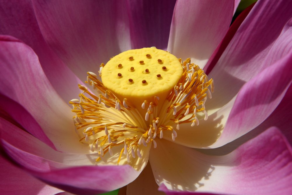 Photograph by Мария Карюхина