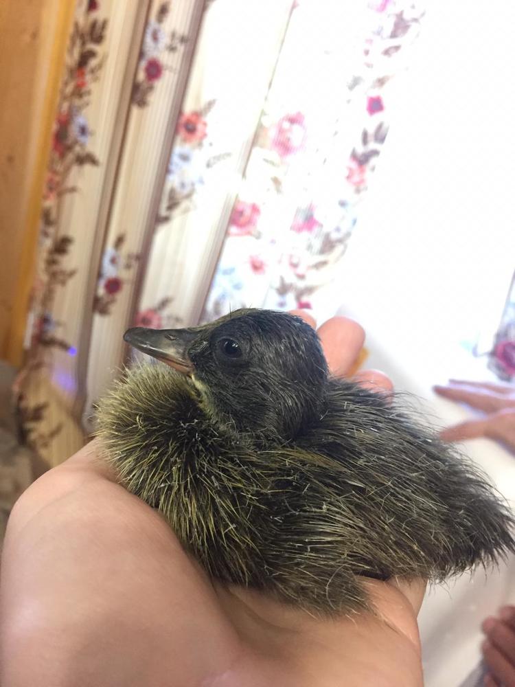 Photograph by Сергей Башканков