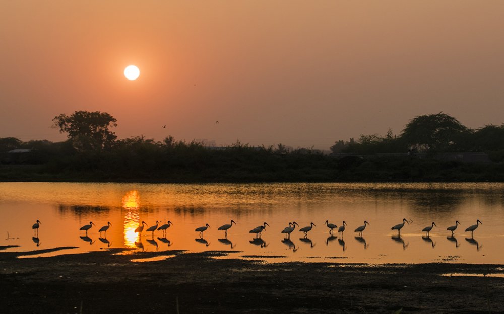 Evening with black-headed Ibis
