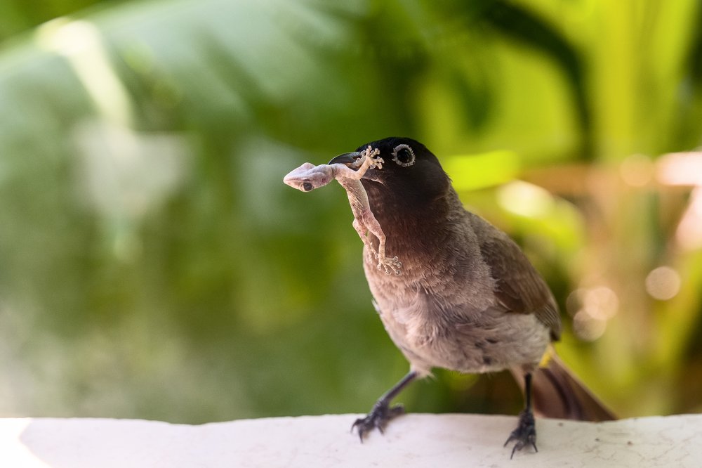 Бедный геккон \ Poor gecko