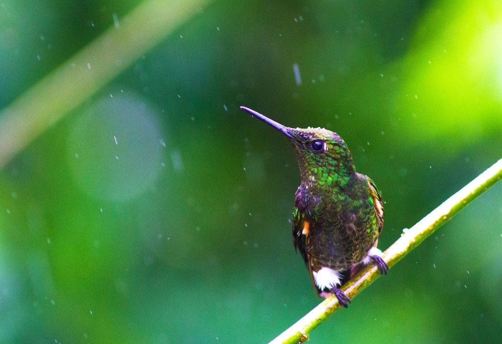 Photograph by Sebastián Prudencio