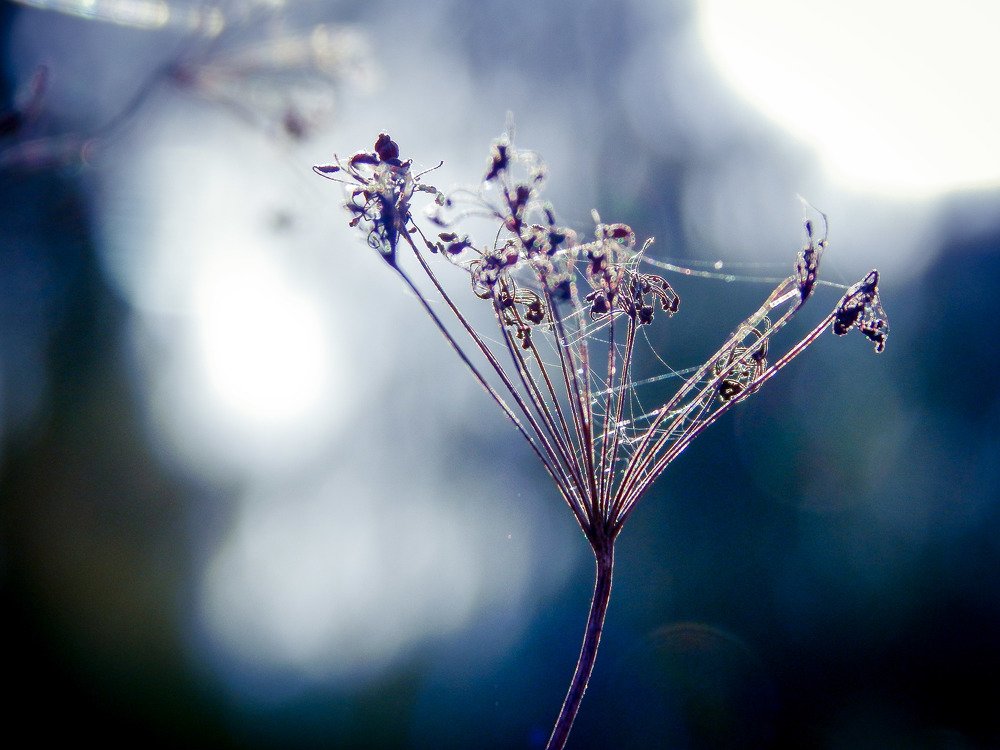 Photograph by Мария Ласточкина