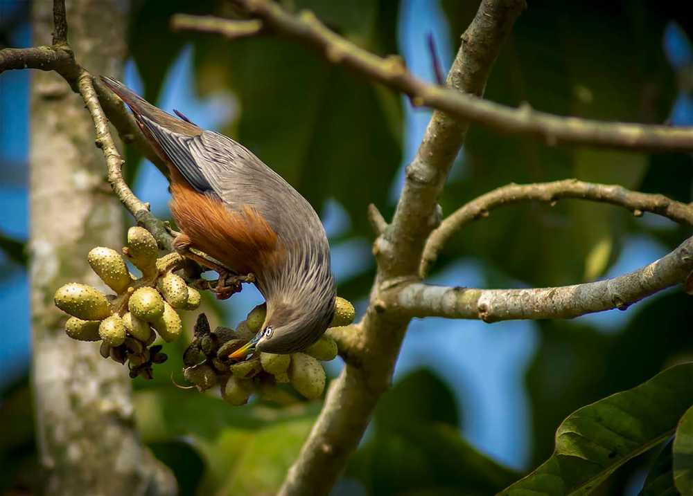 Photograph by Biswajit Das