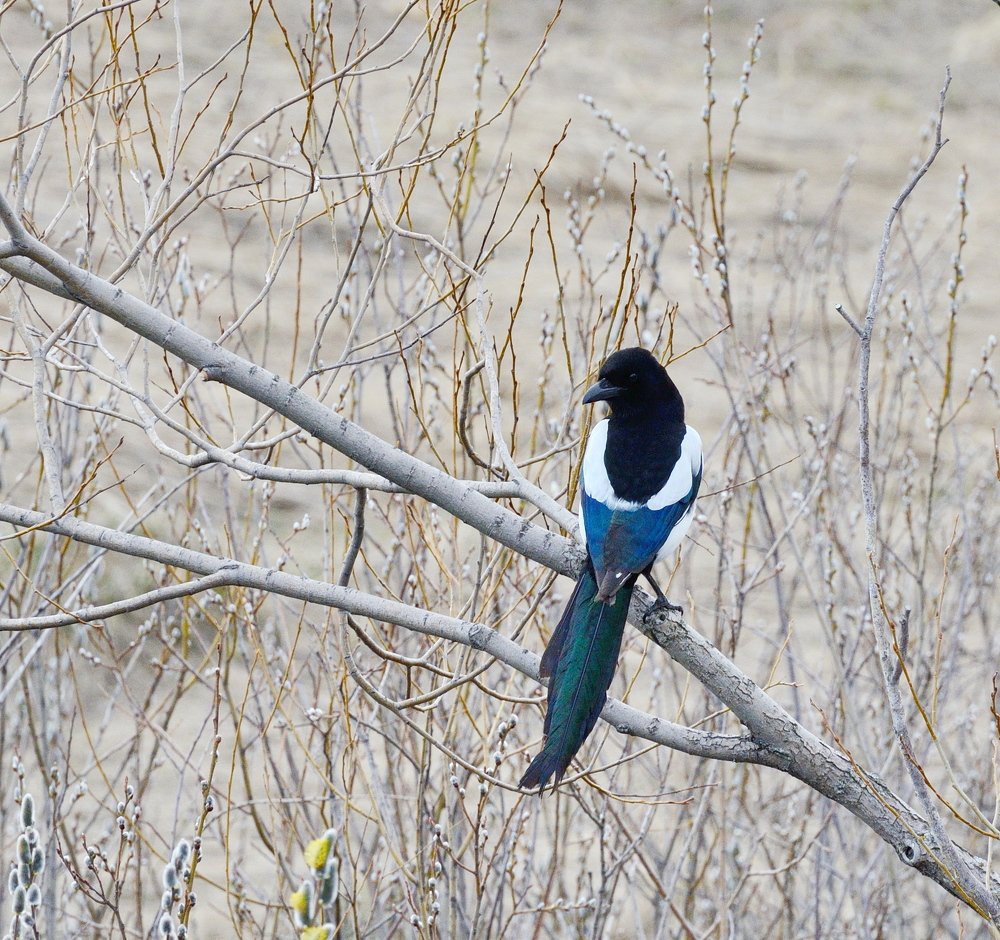 Синяя птица. Всем, кто ее видит, она приносит счастье.