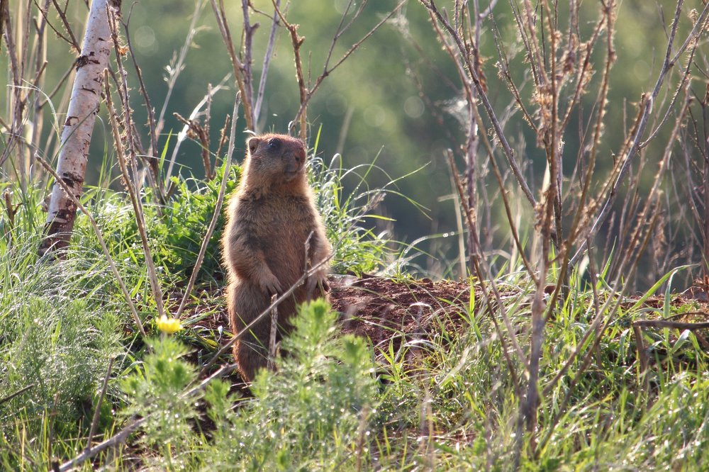 Фотография автора Дарья Шамакина