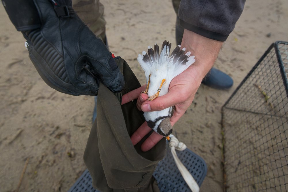 Кольцо на память