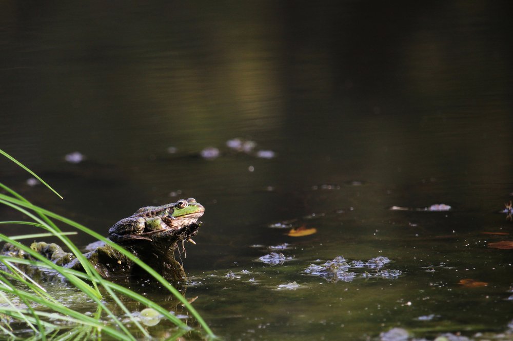 Фотография автора Дарья Шамакина