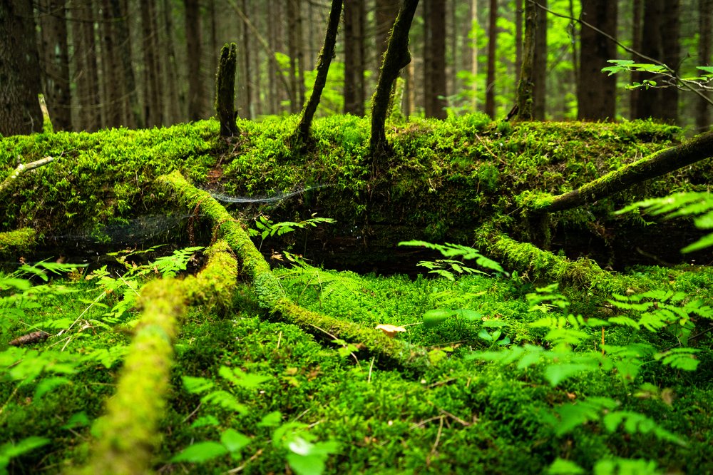 Photograph by Максим