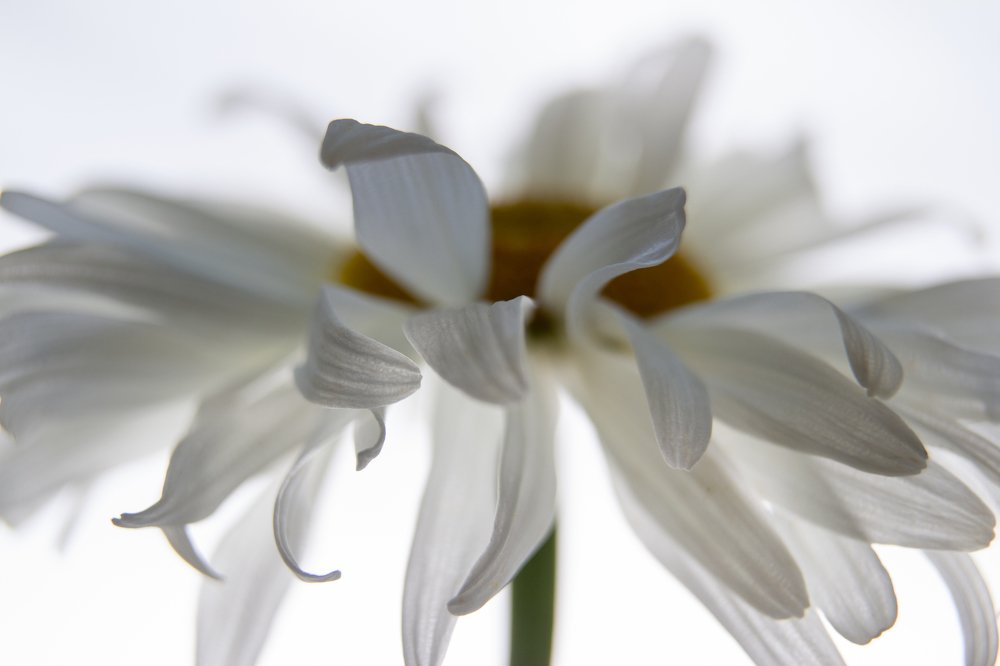 Photograph by Мария Кудрявцева