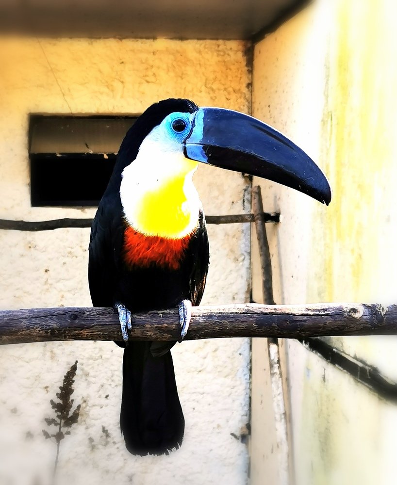 Toucan