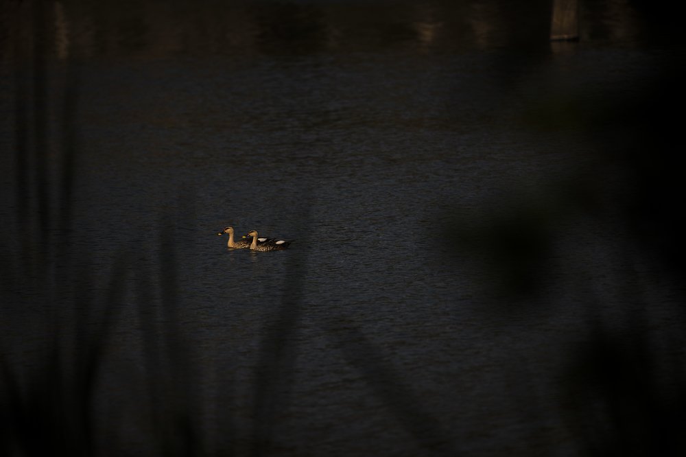 Photograph by Sambit Kumar Mishra