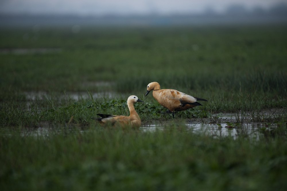 Photograph by Sambit Kumar Mishra