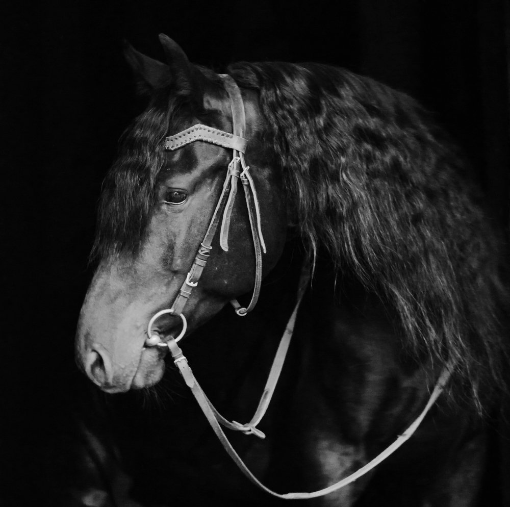 Вороной Фатум/Black Fatum