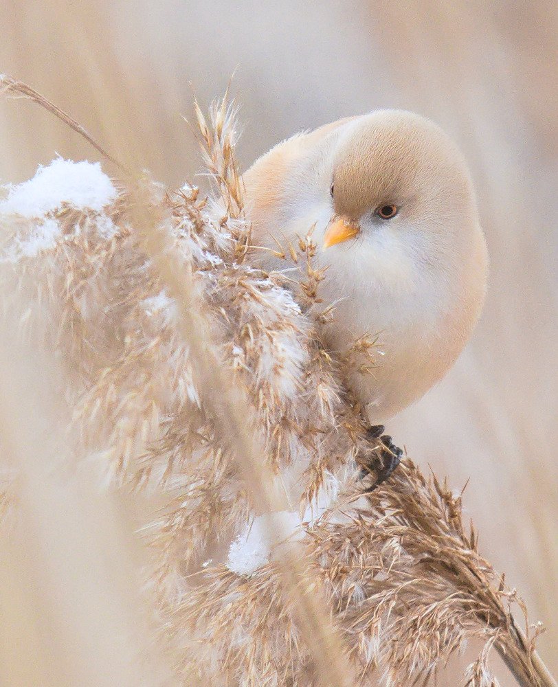 Усатая синица (самка)