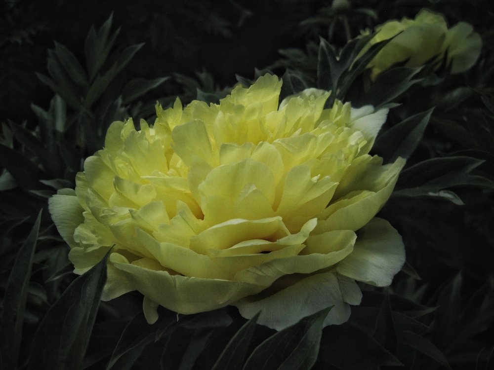 Photograph by Людмила М