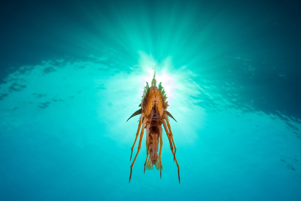 Из жизни гаммарусов