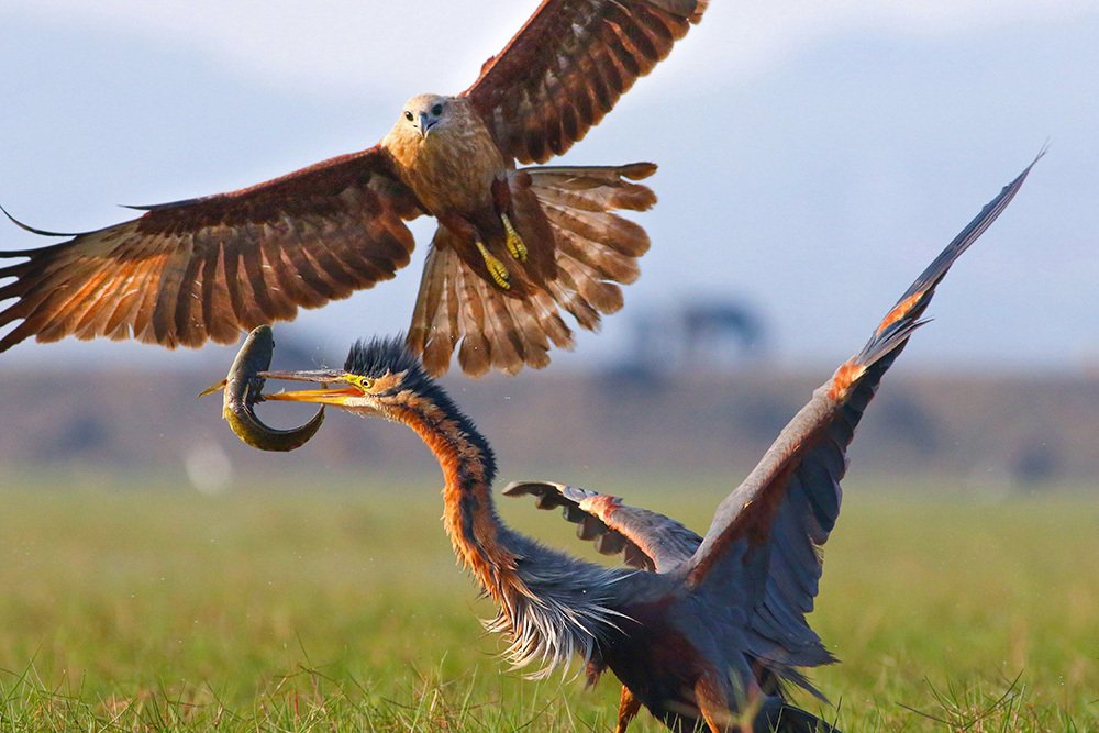 Survival of the Fittest