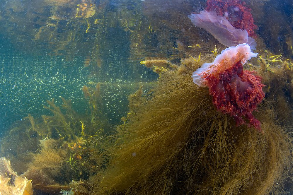 Photograph by Андрей Сидоров