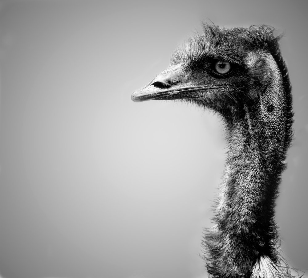 EMU