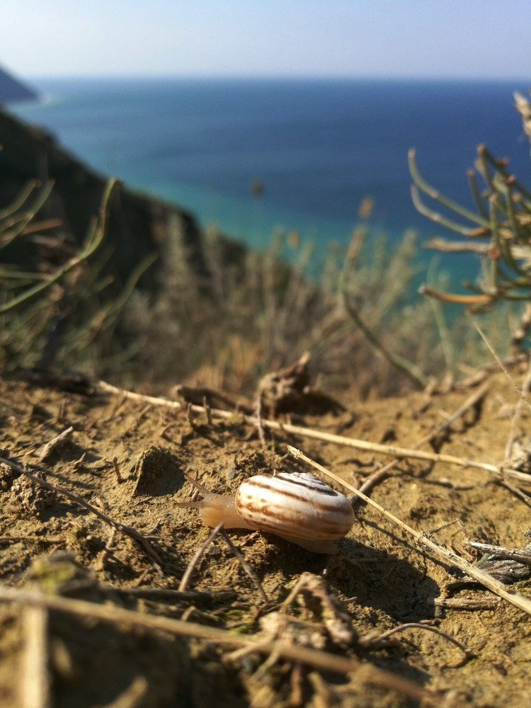 Утренняя пробежка