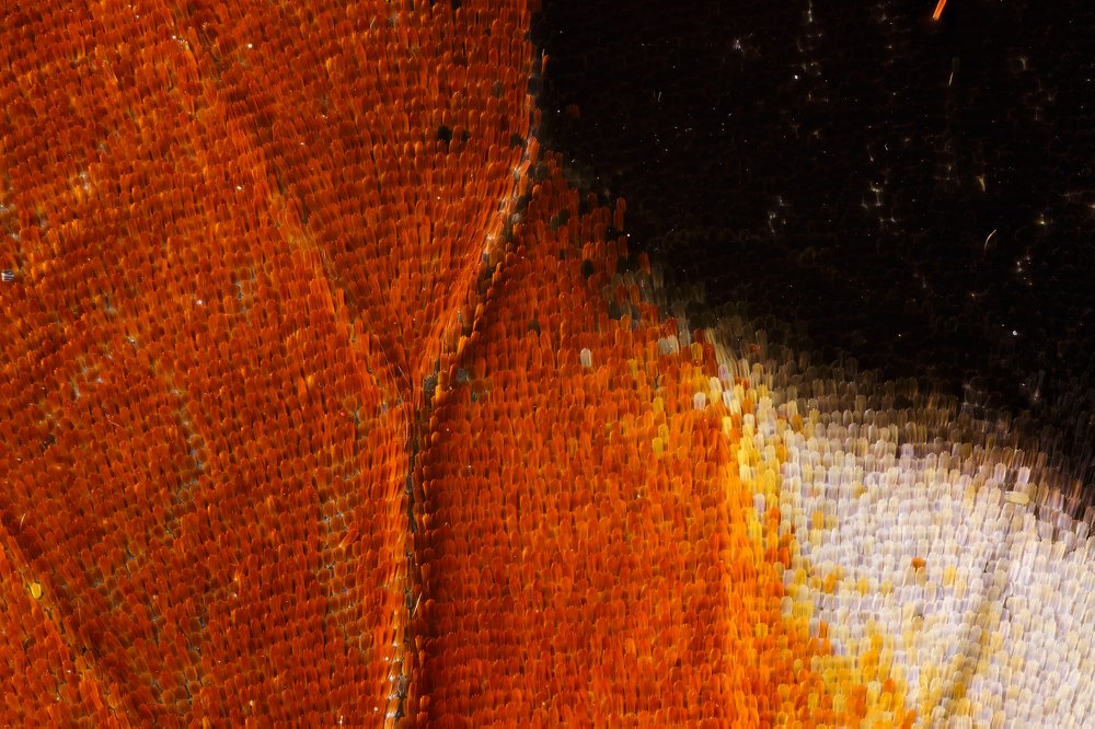 Photograph by Иван Михайлов