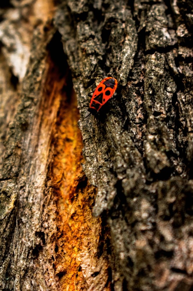 Photograph by Олександр Дмитрук