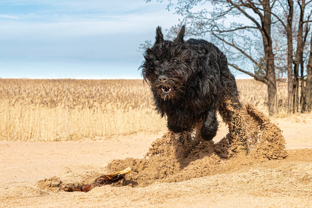 Giant Schnauzer Nord