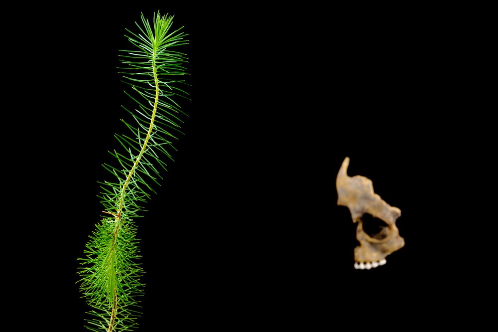 Photograph by Guenter Mik