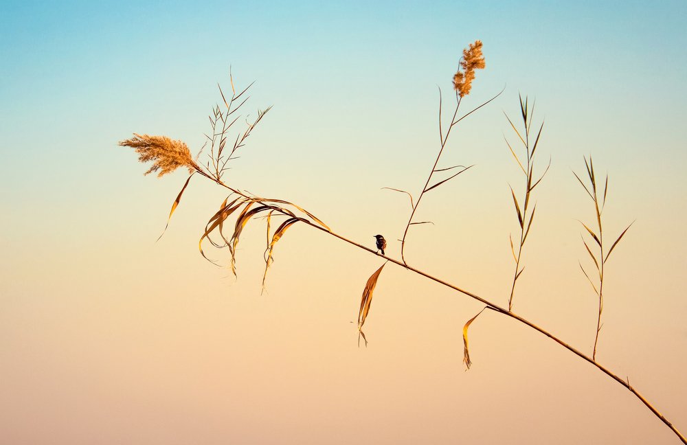 Photograph by Mohammad Shokoohi Rad