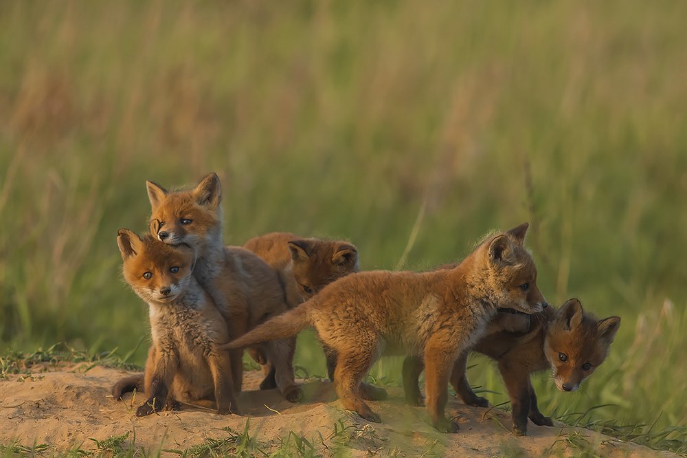 Photograph by Wieńczysław Rak