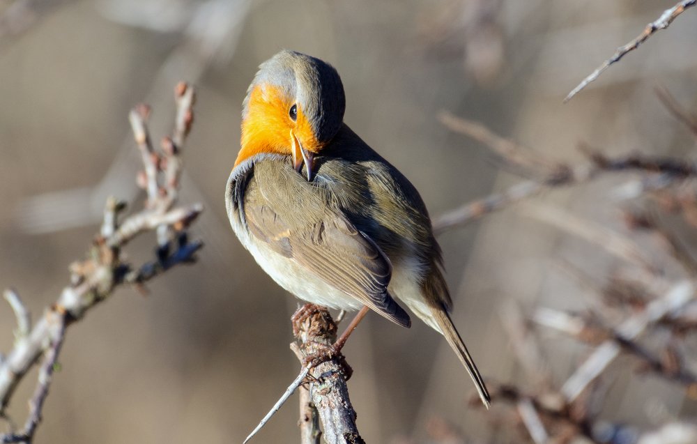 Bird robin redbreast