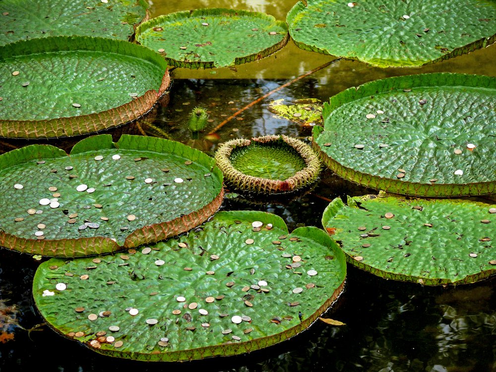 Photograph by Сергей Курников