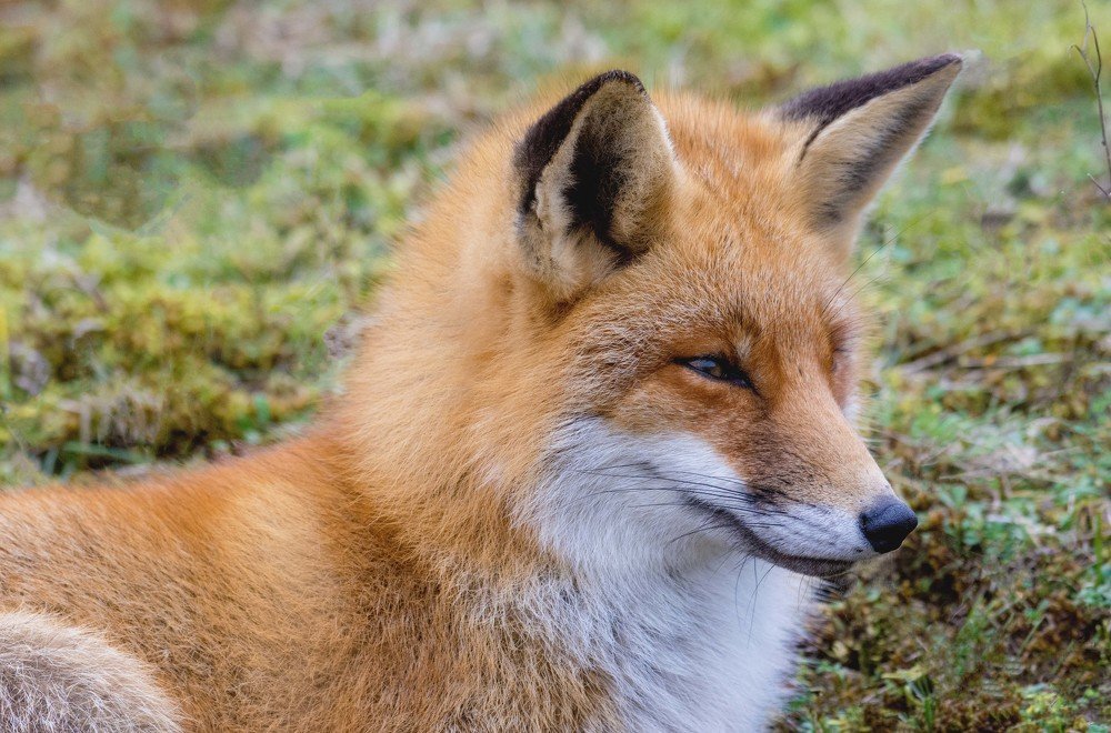 Nature reservoir Amsterdamse Waterleidingdunes