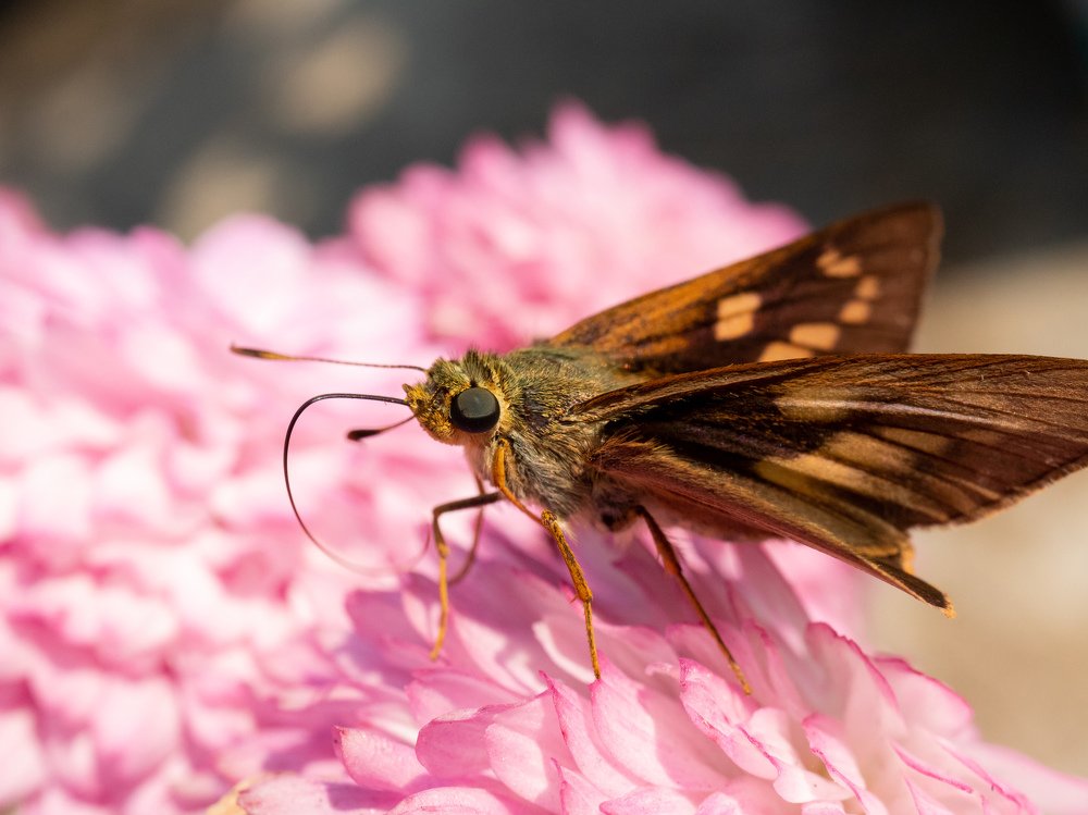 The Beauty of Nature